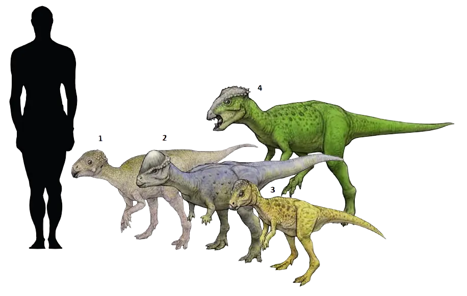 Dinosaur Growth Stages Chart