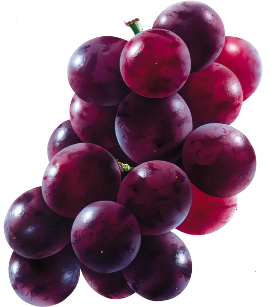Bunch of Purple Grapes