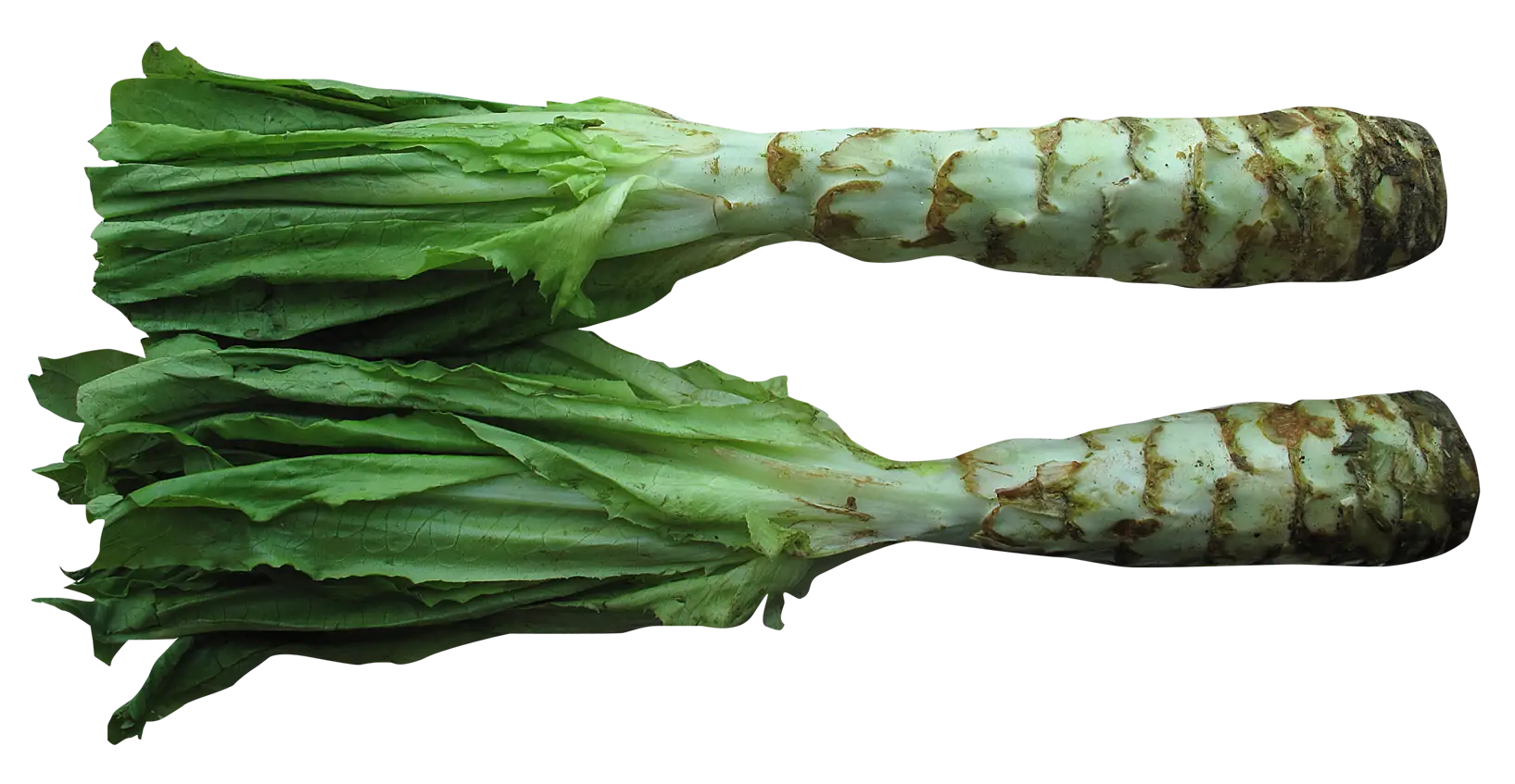 Fresh Lettuce for Healthy Eating