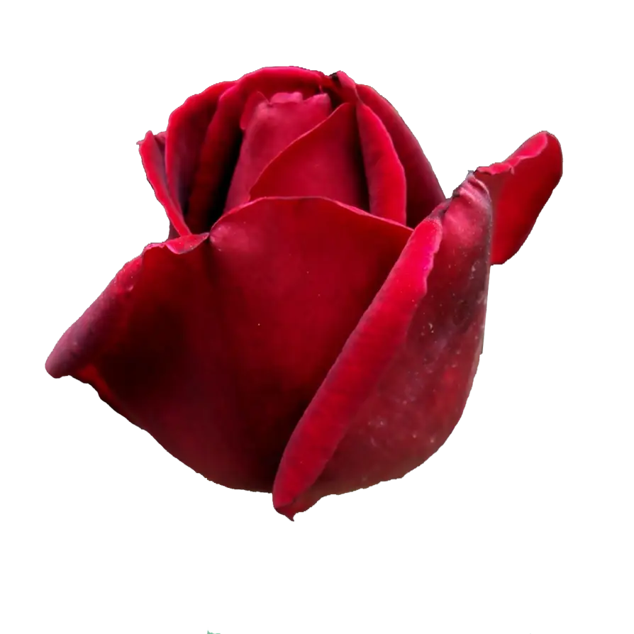 Deep Red Romantic Rose