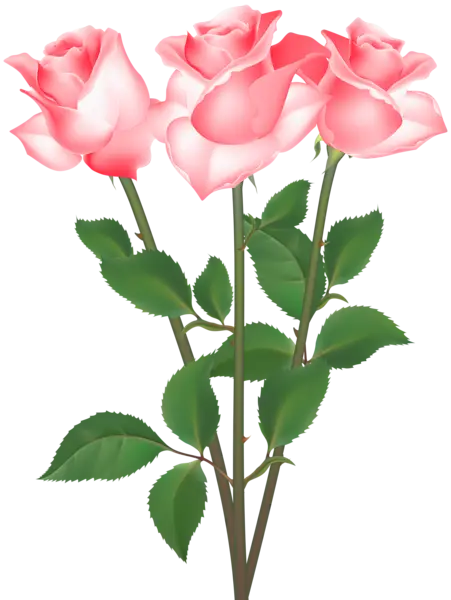 Beautiful Pink Rose Bouquet
