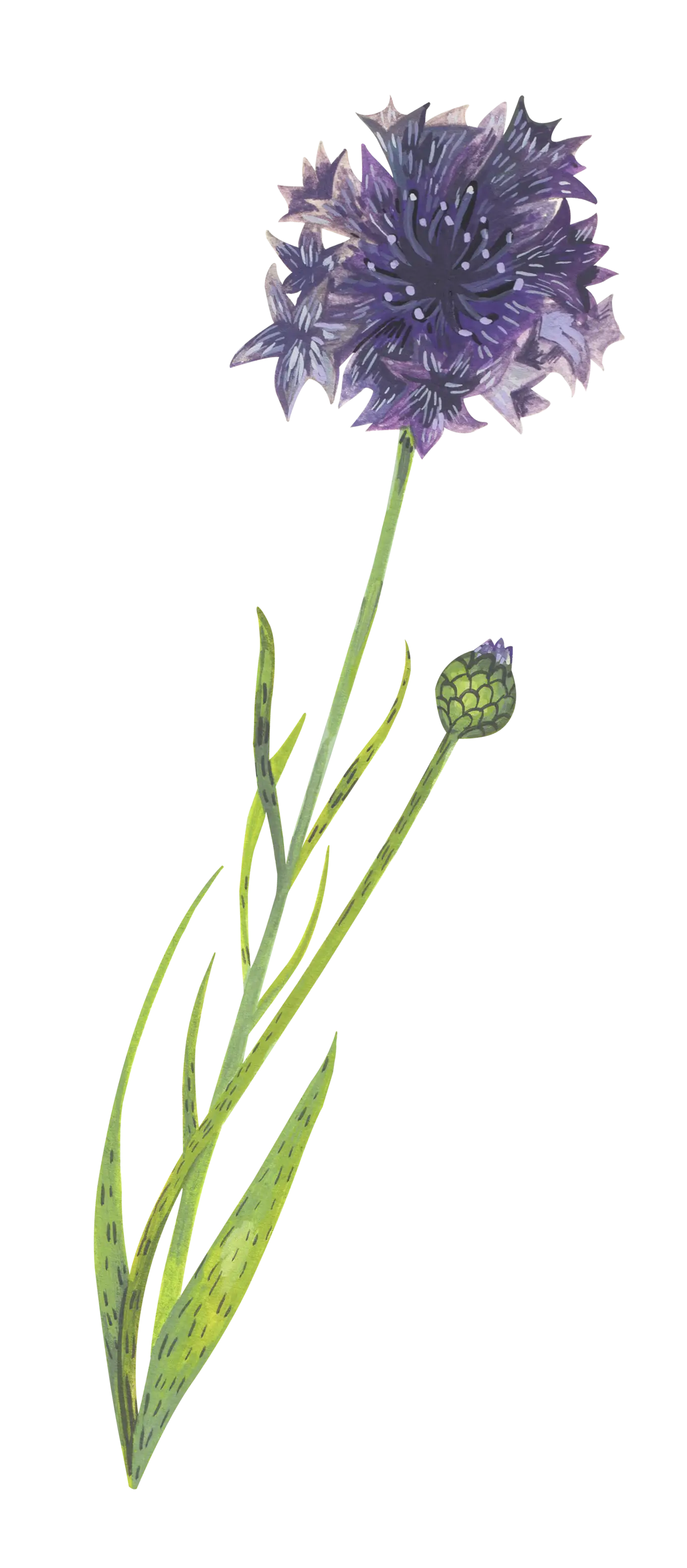 Purple Flower Illustration