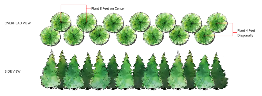Top and Side View of Tree Planting Layout