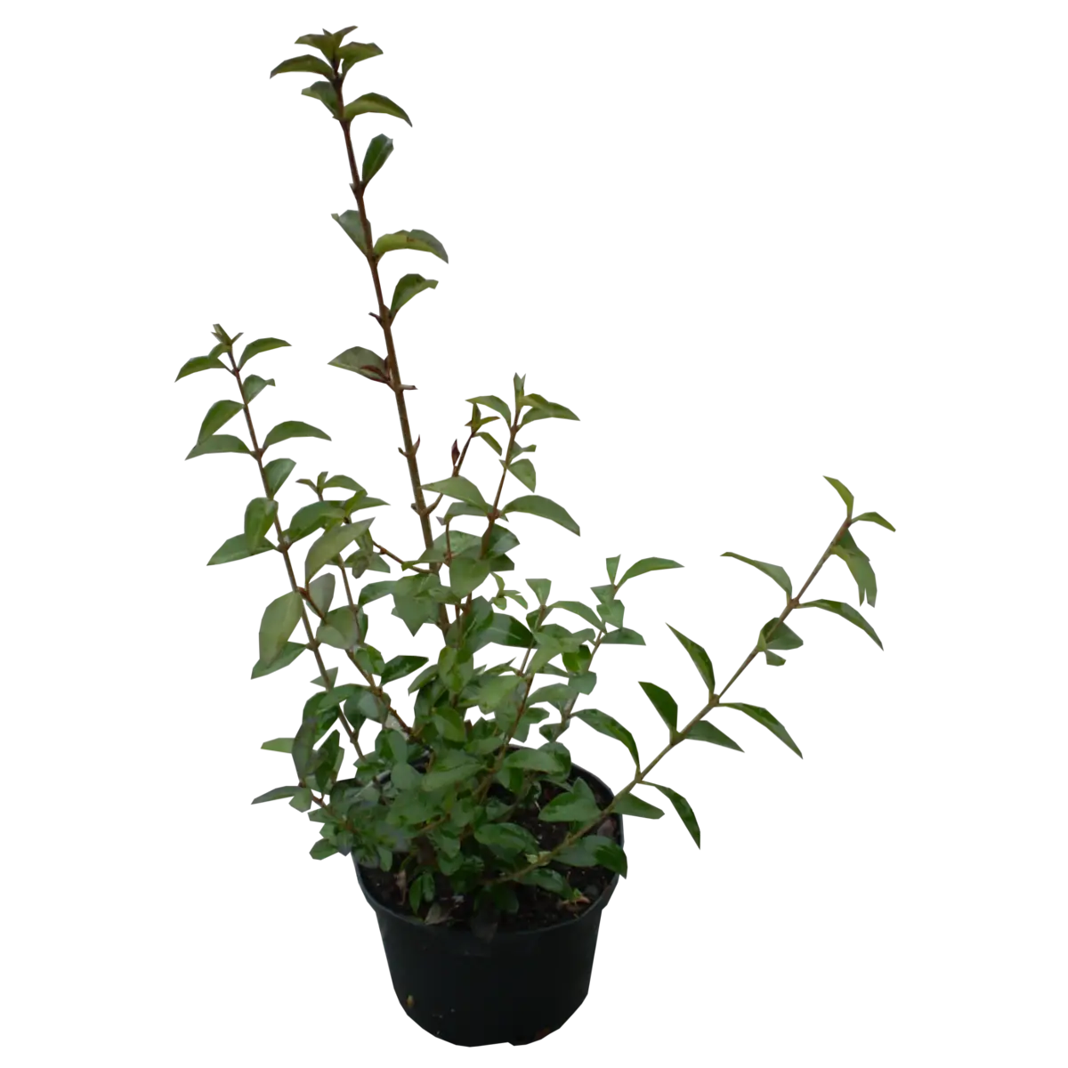 Potted Plant in Black Container