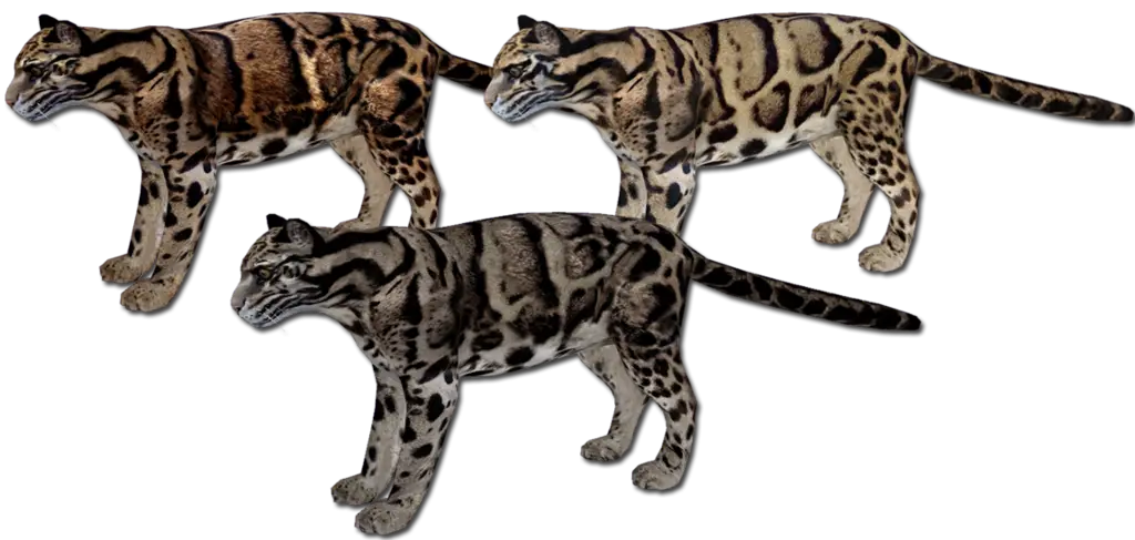 Three Clouded Leopards in Different Shades