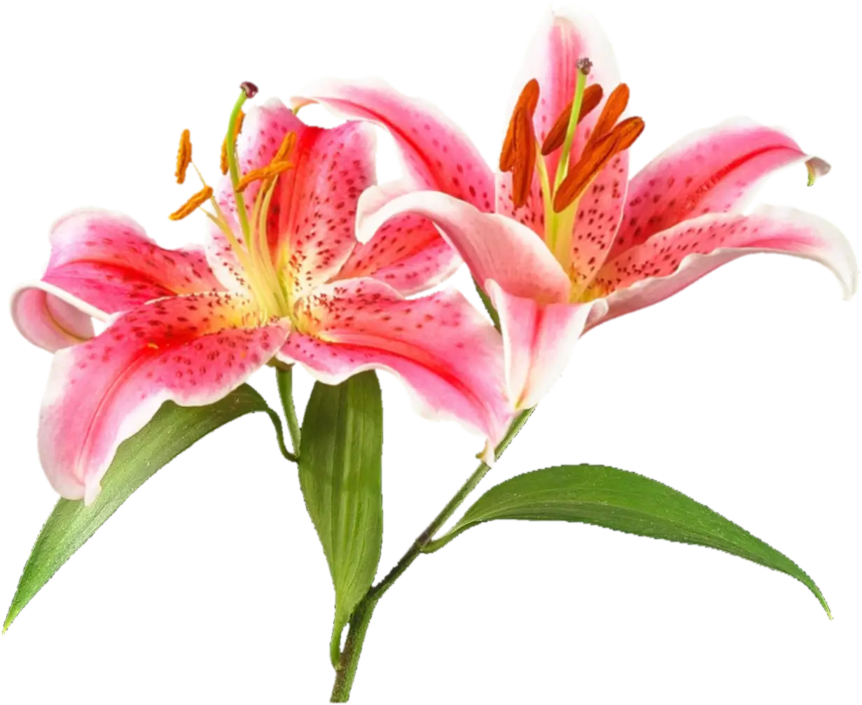 Blooming Pink Lilies in Full Detail