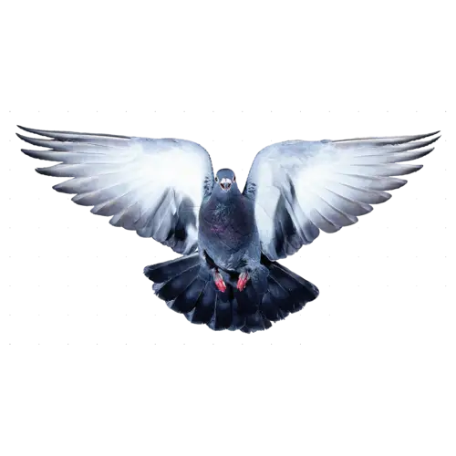 Graceful Flying Pigeon with Outstretched Wings