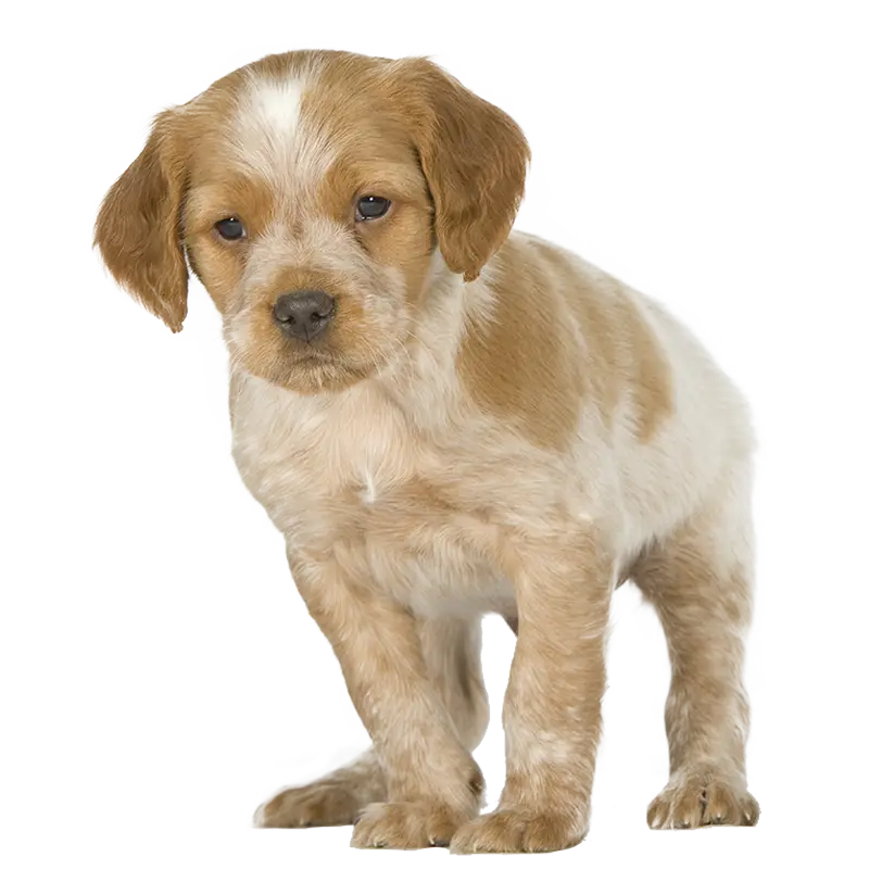Cute Brown Puppy Illustration