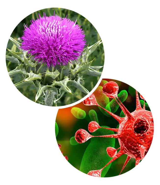 Thistle Flower and Virus Illustration