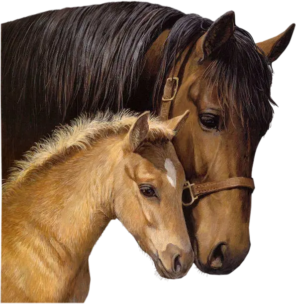 Brown Horse and Foal in a Loving Pose