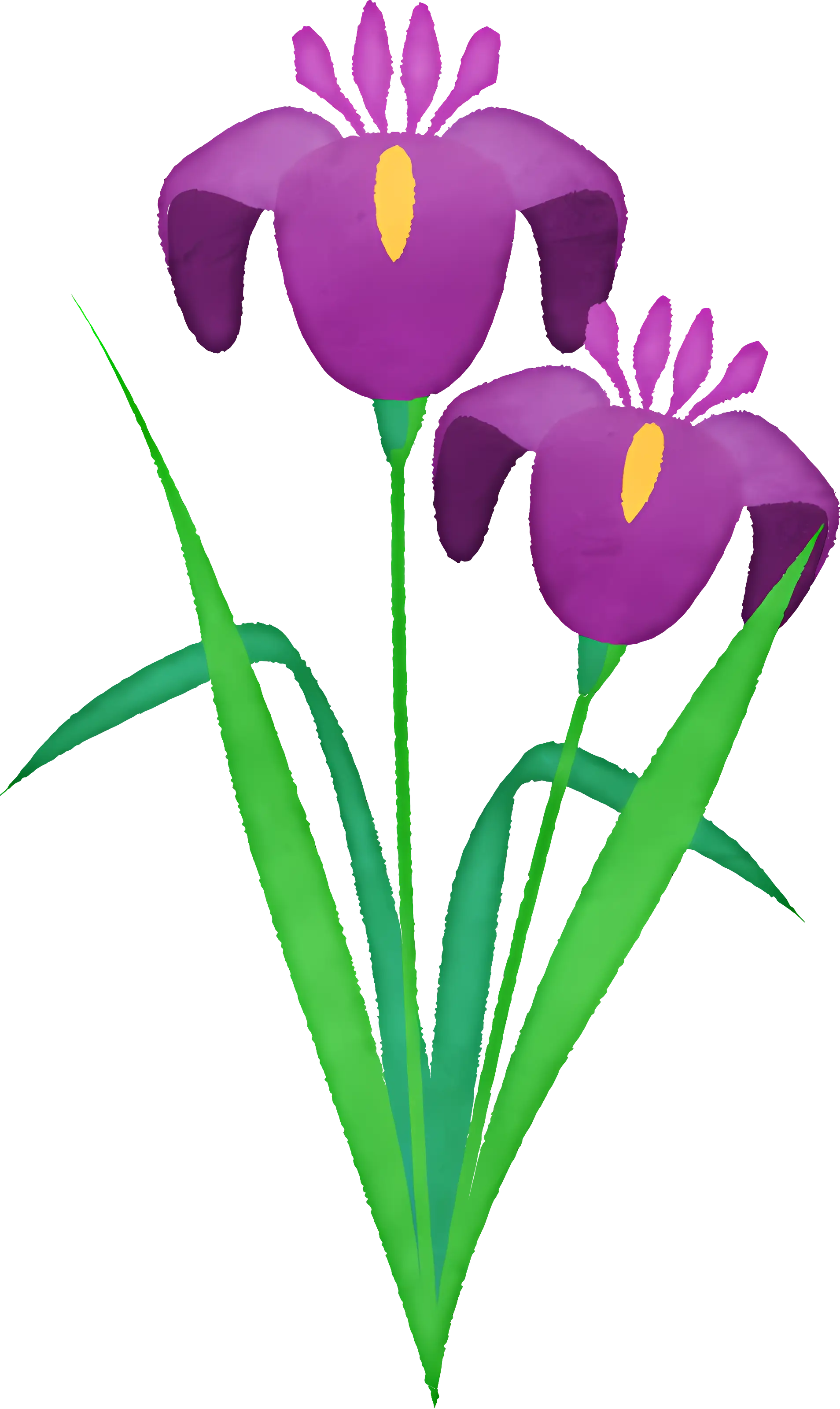 Purple Irises in Bloom