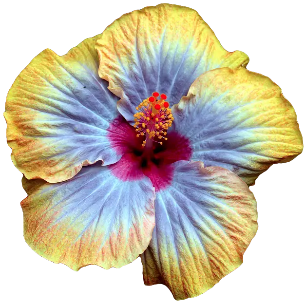 Yellow Hibiscus Flower with Vibrant Petals