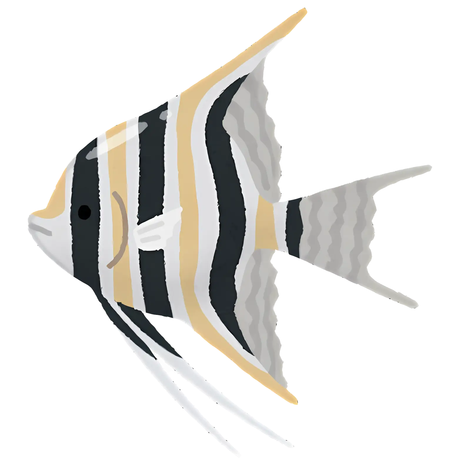 Striped Angelfish