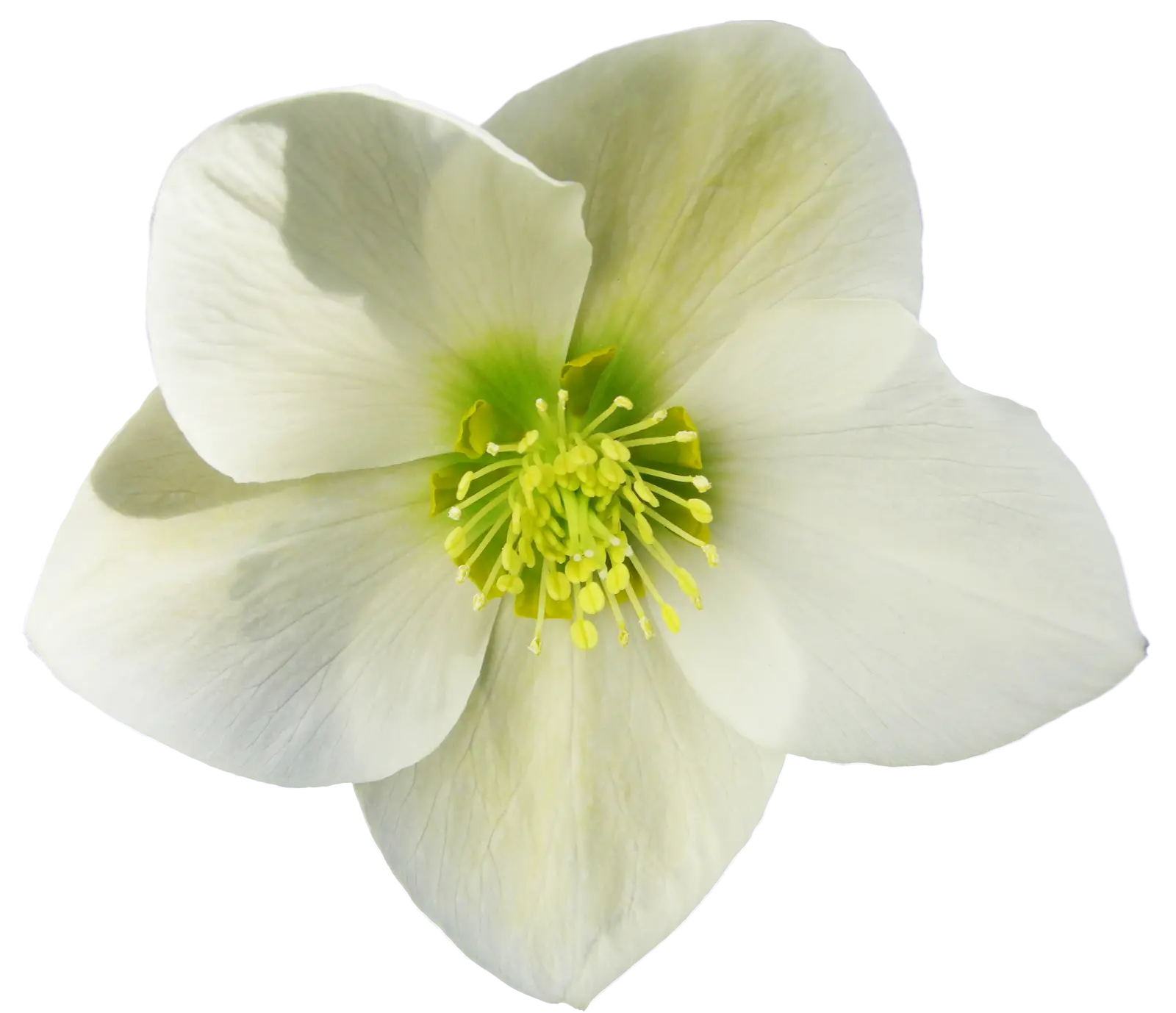 White Flower with Soft Petals