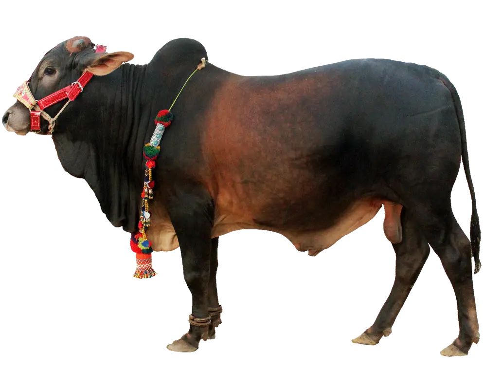 Decorated Bull