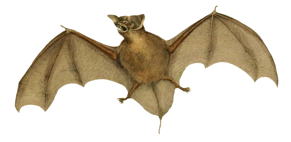 Flying Bat Illustration