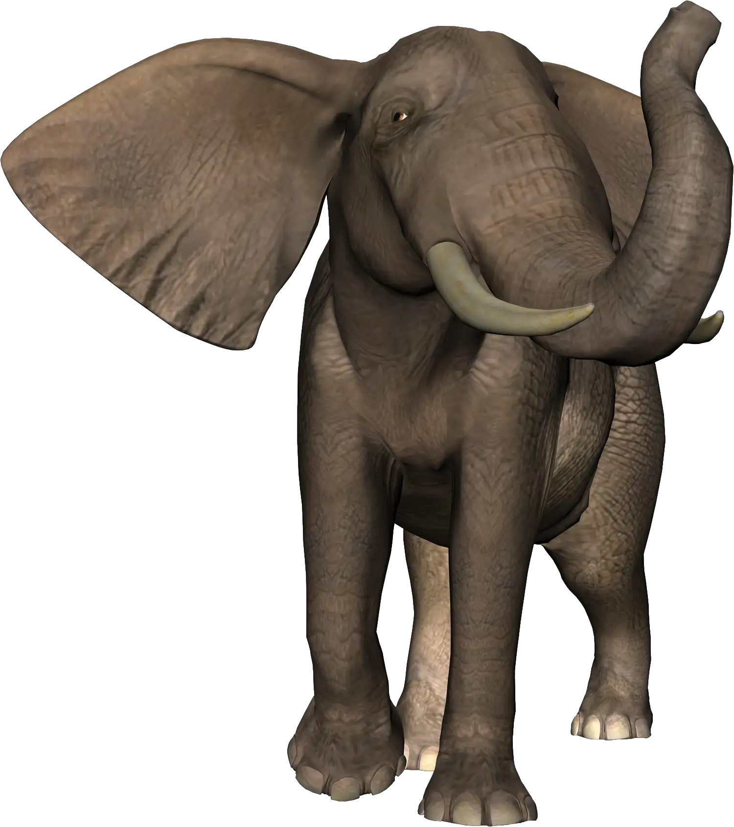 African Elephant Display