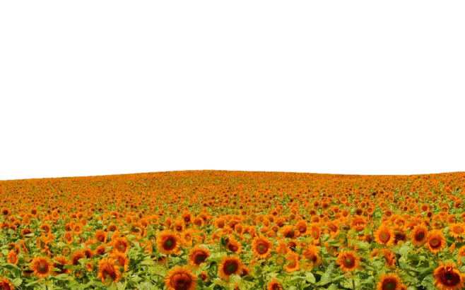 Expansive sunflower field under the sun