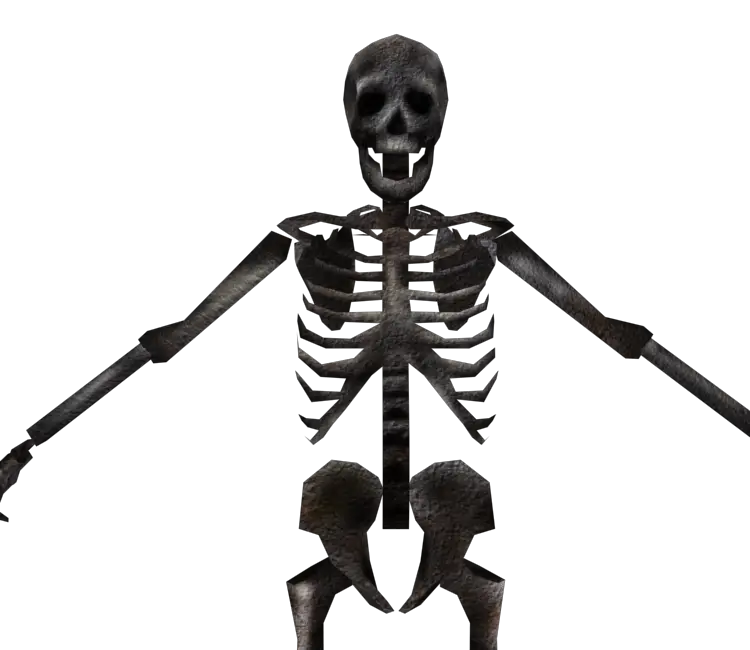 Human Skeleton Anatomy Representation