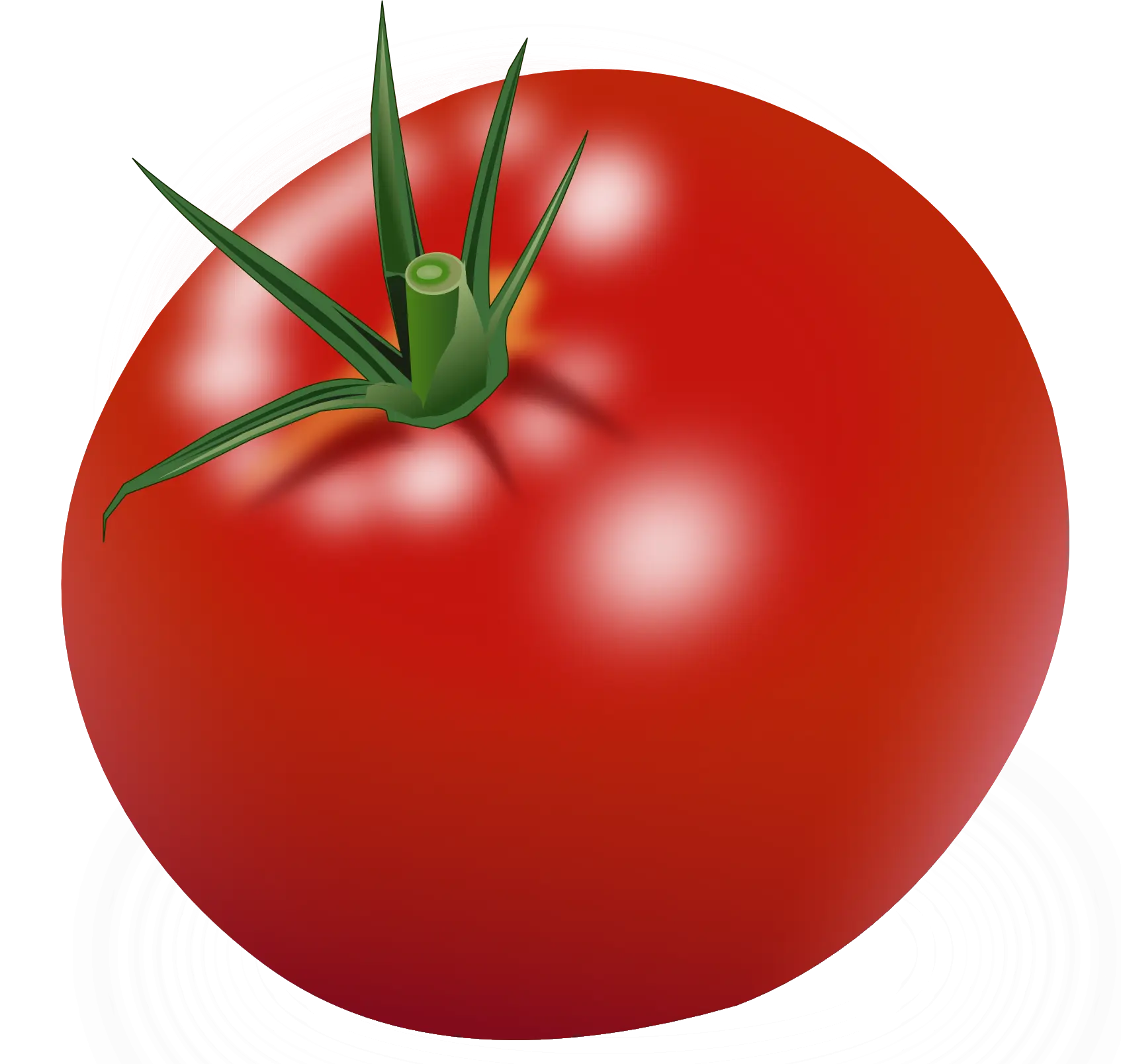 Bright Red Tomato with Natural Shine
