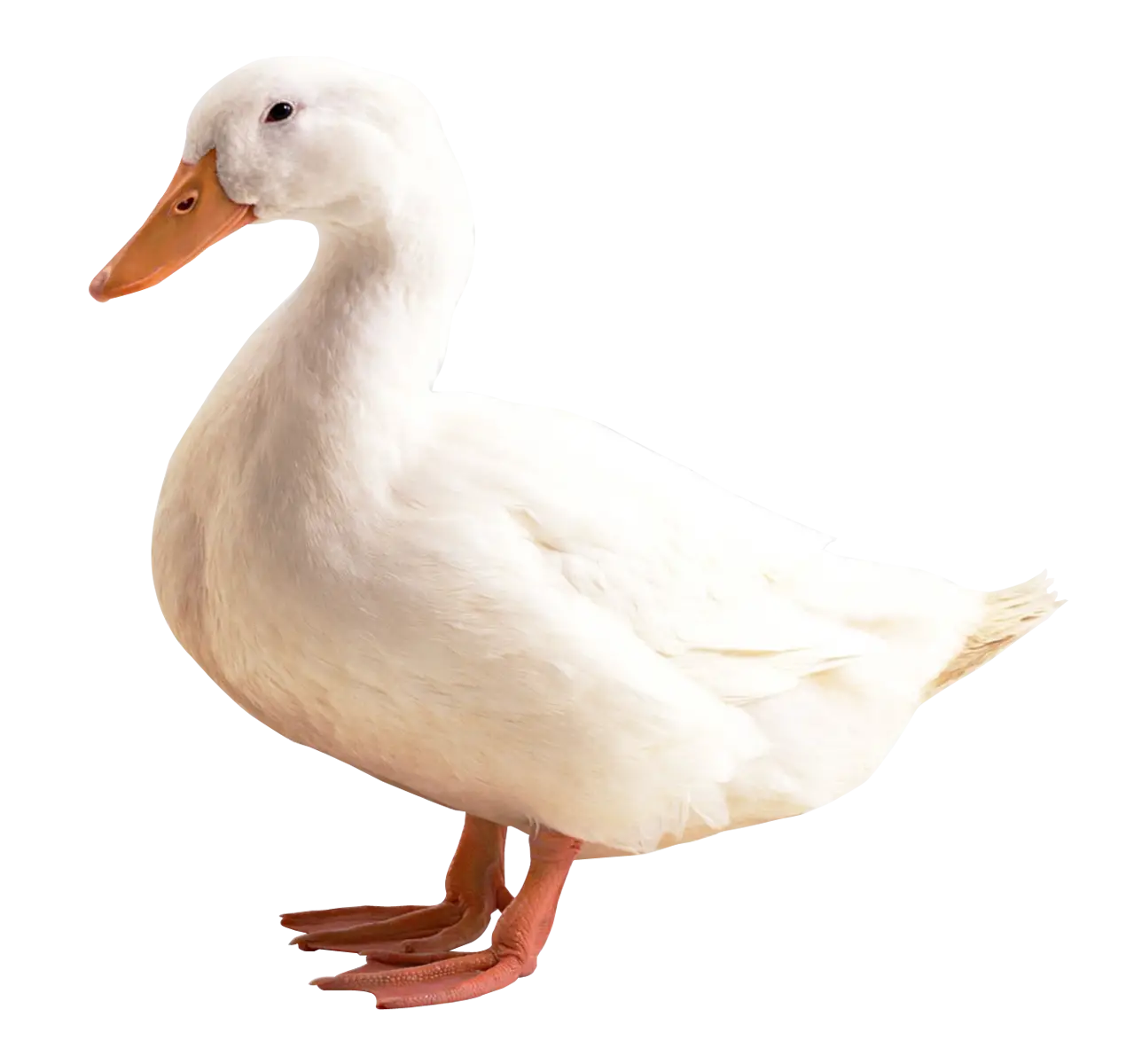 White Duck Standing Illustration