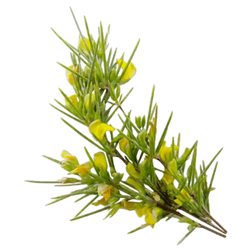 Green Plant Branch with Yellow Flowers