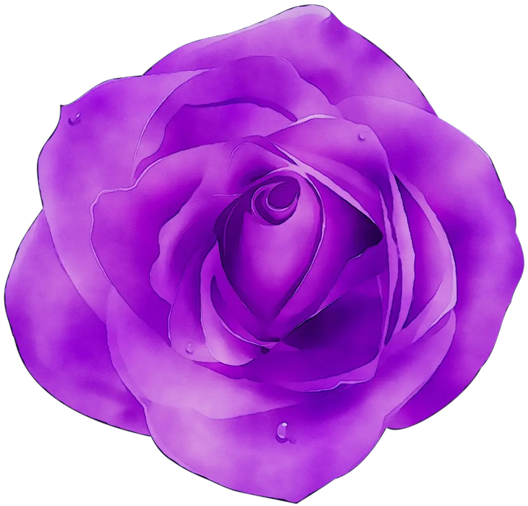 Purple Rose with Dewdrops