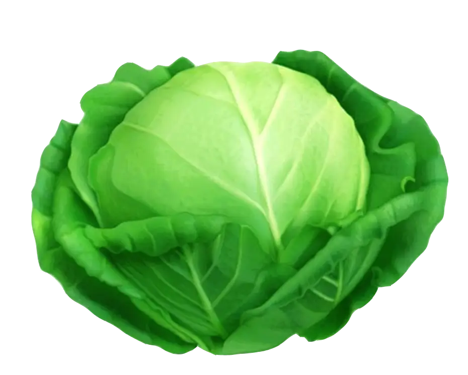 Green Cabbage Head