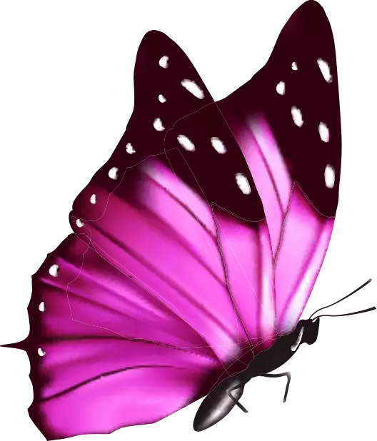 Purple and Pink Butterfly Illustration