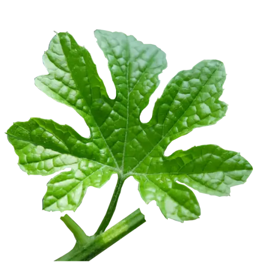 Green Fig Leaf Close-Up