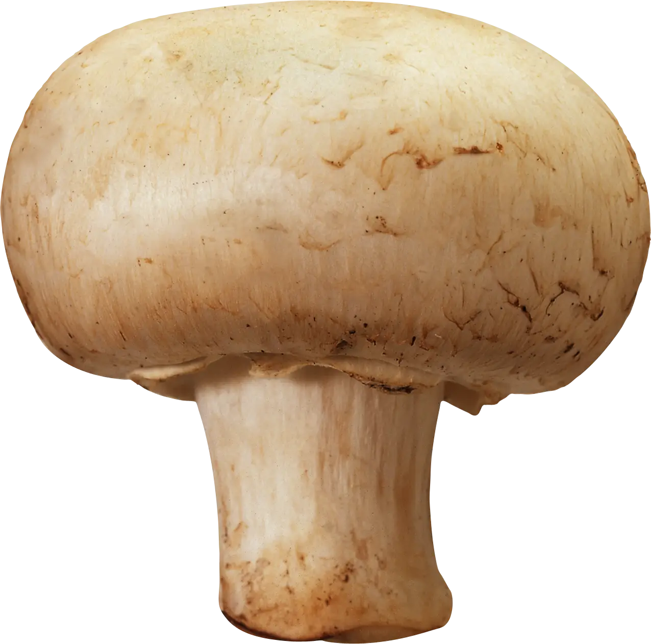 Close-up of a Mushroom Cap