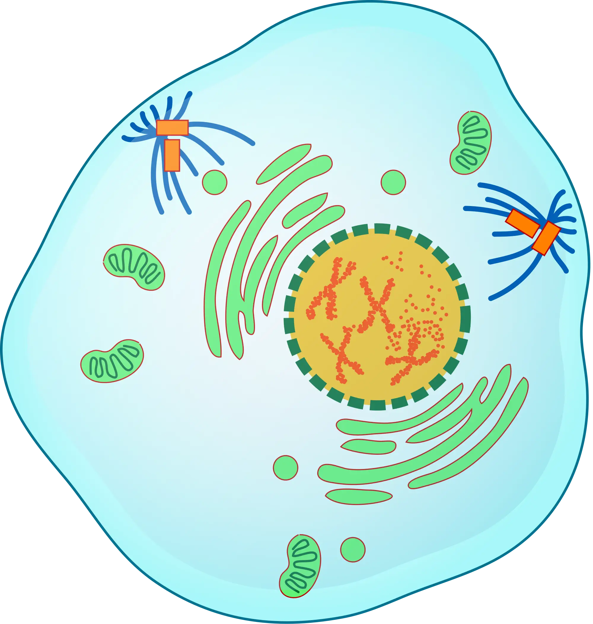 Biology Cell Diagram