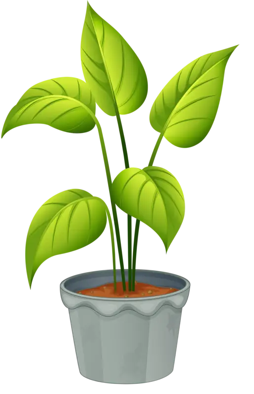 Green Plant in a Pot
