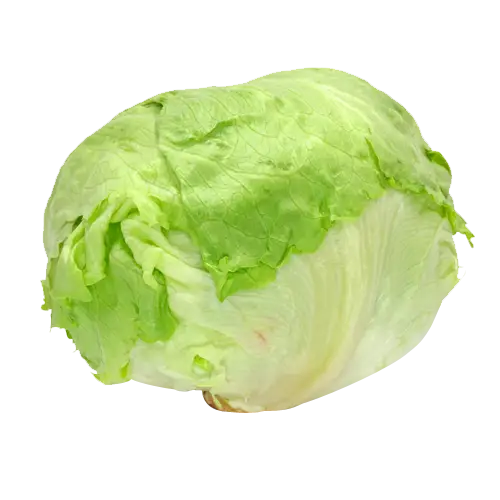 Fresh Green Lettuce Head