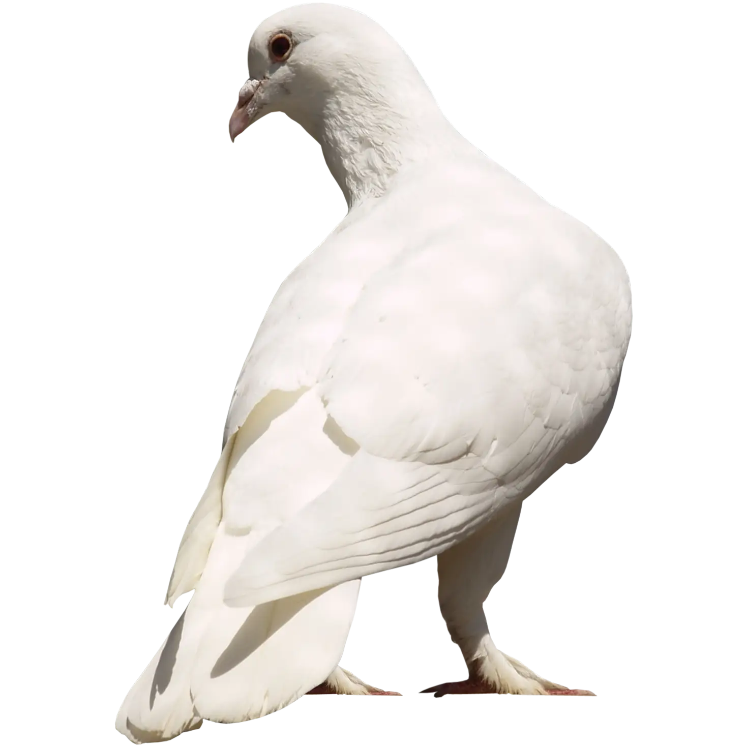 Serene White Dove Illustration