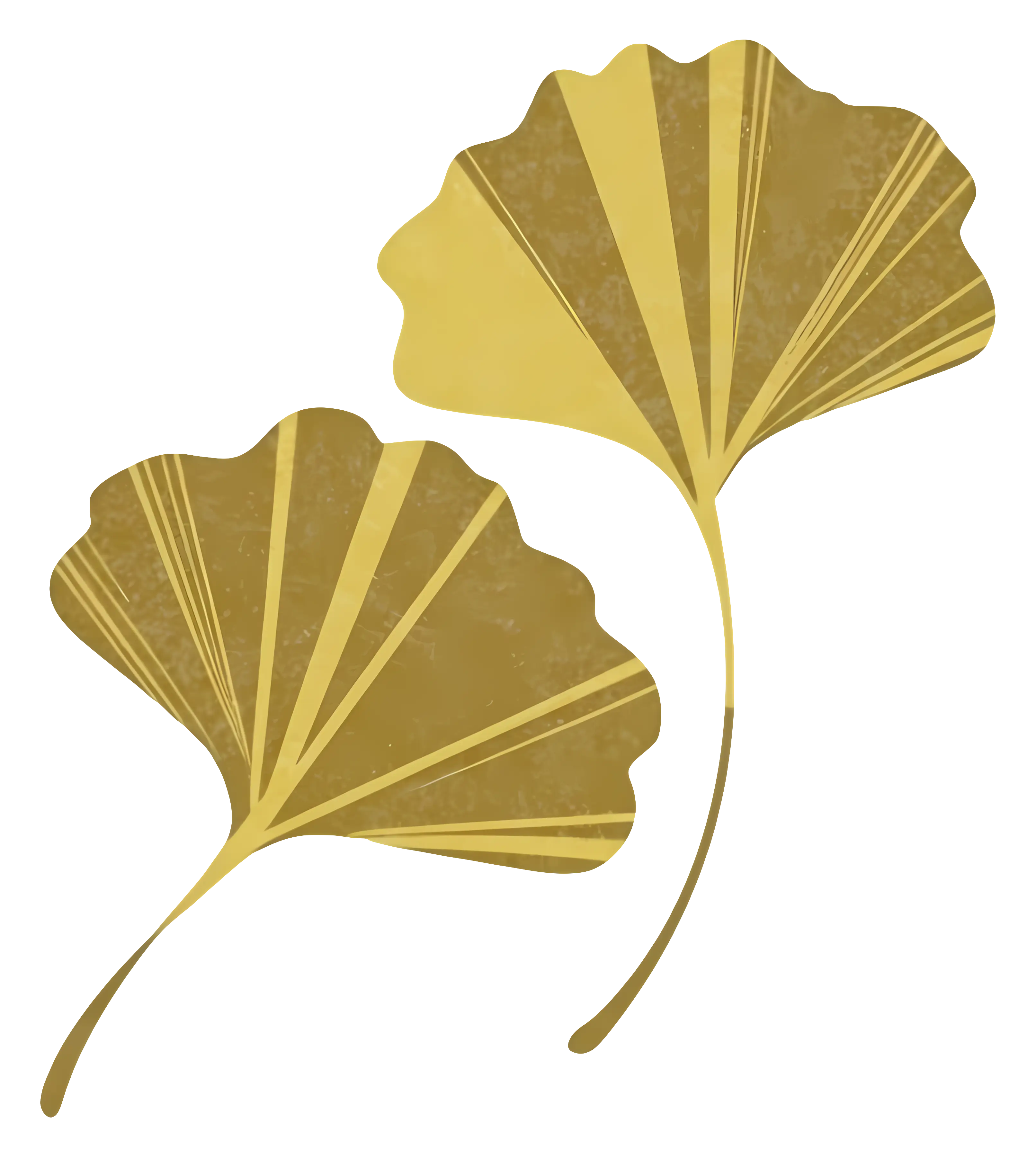 Golden Ginkgo Leaves