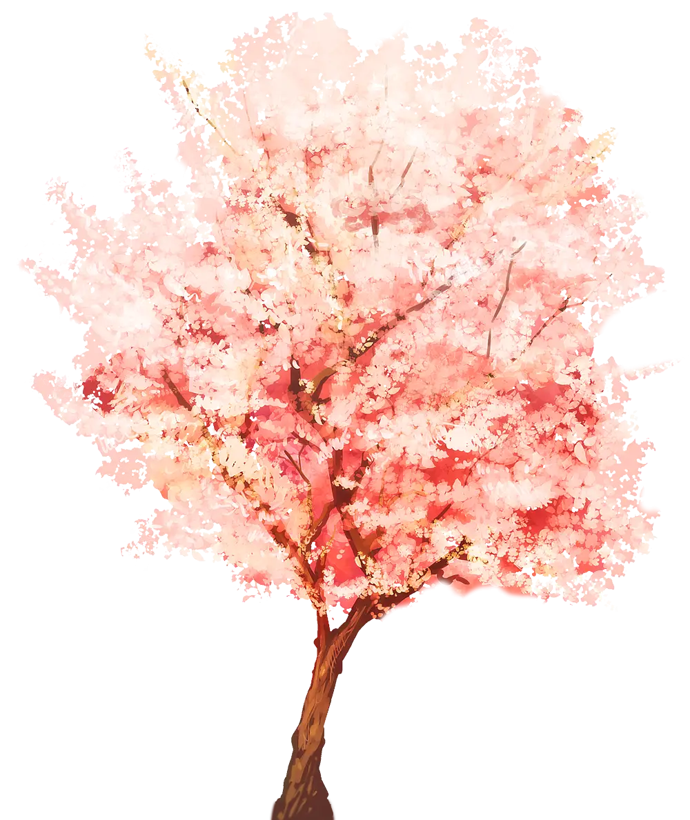 Pink Cherry Blossom Tree in Bloom