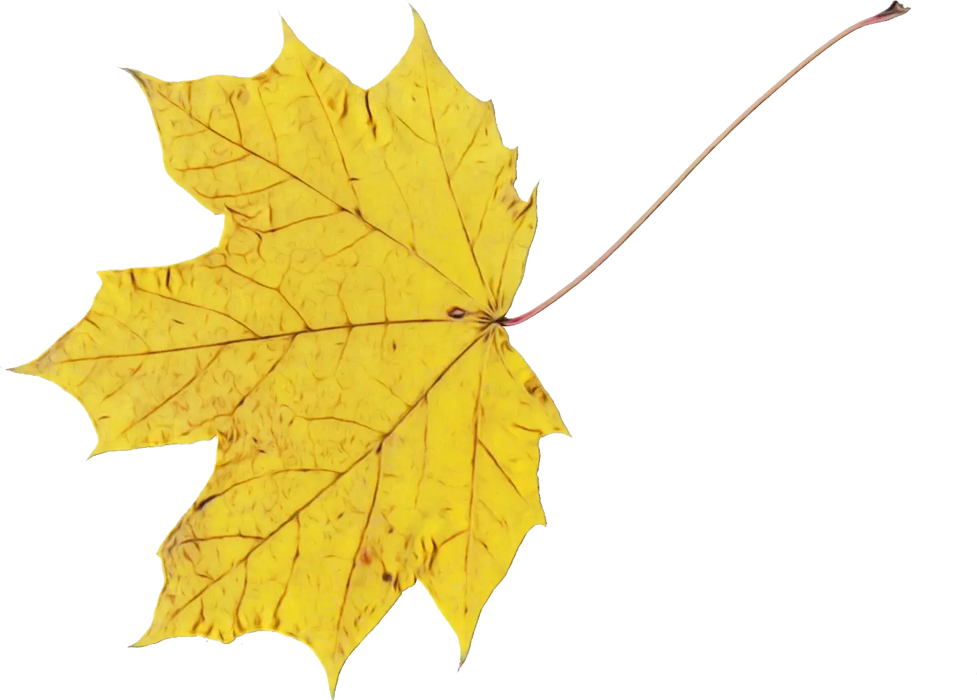 Yellow Maple Leaf