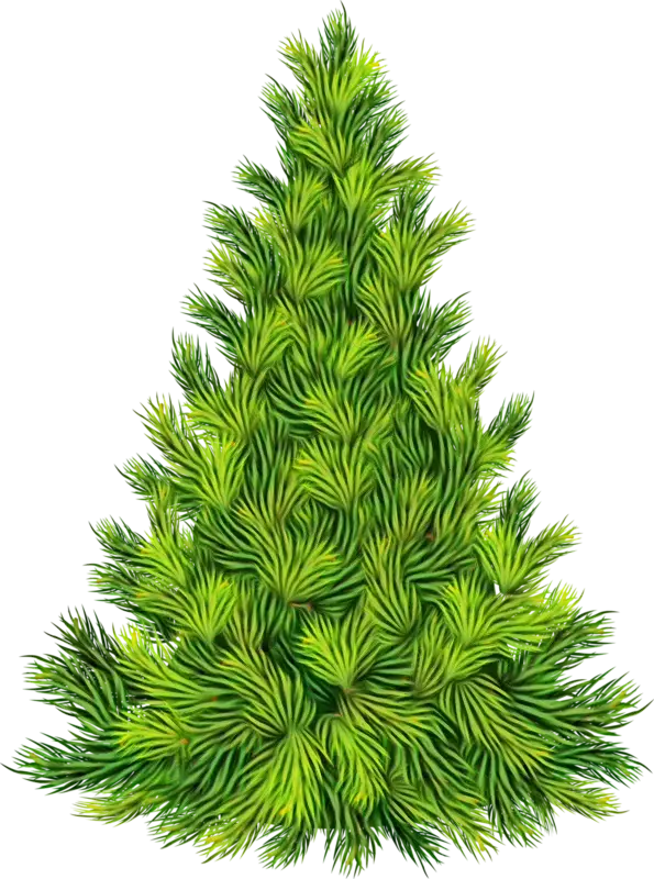 Green Pine Tree Illustration