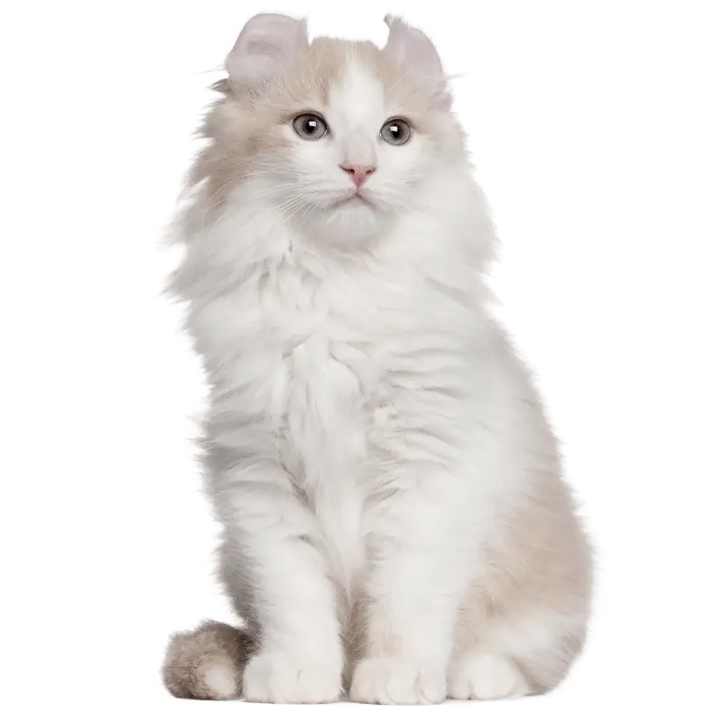 White Fluffy Kitten Sitting