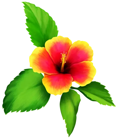 Yellow and Red Hibiscus Blossom Illustration
