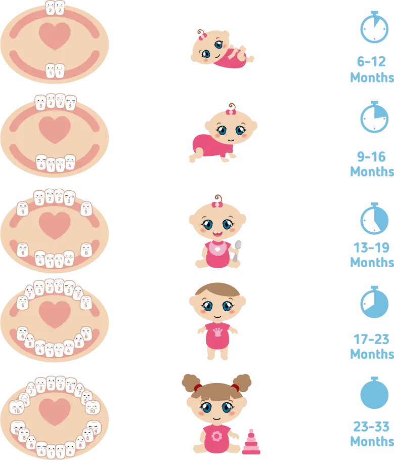 Baby Teeth Development Chart