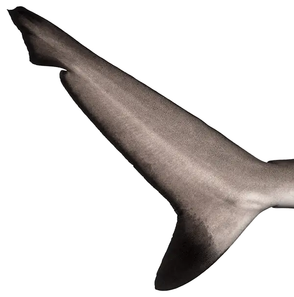 Shark Fin