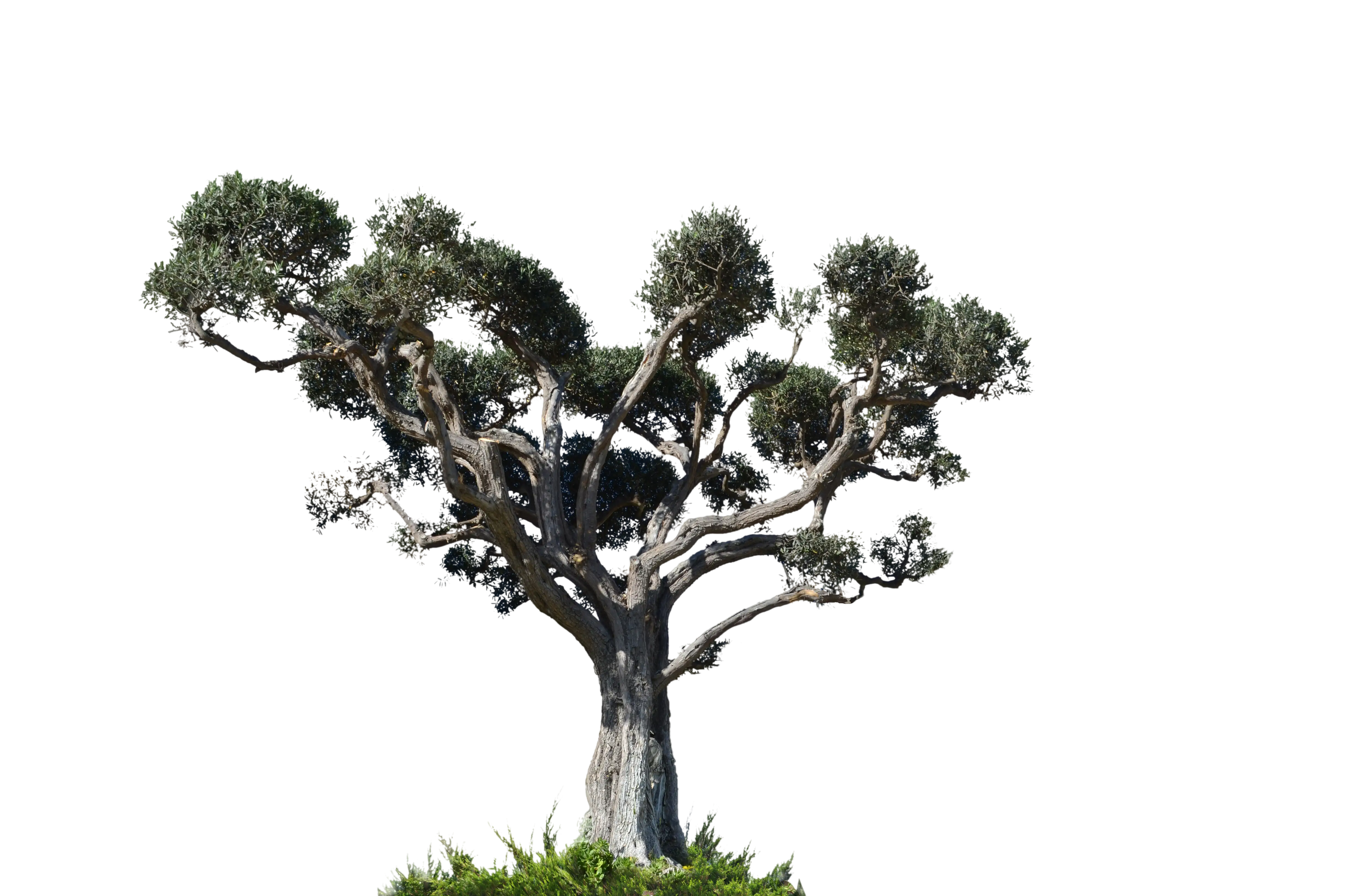 Tree Illustration with Green Canopy