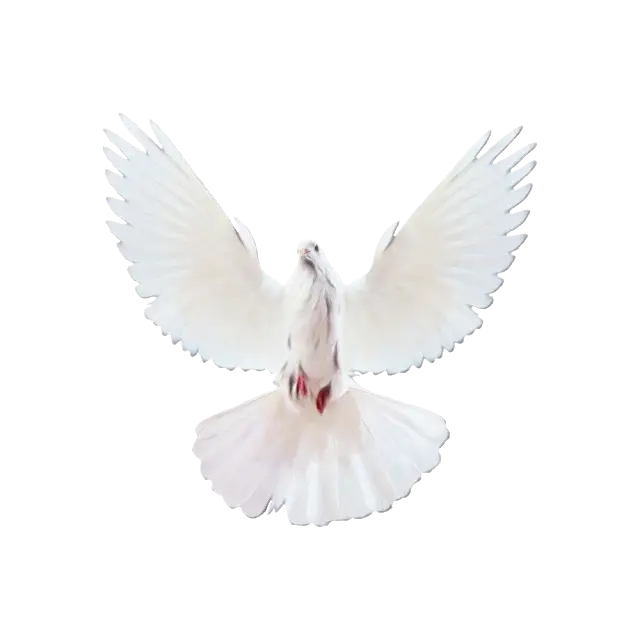 Flying White Dove with Open Wings