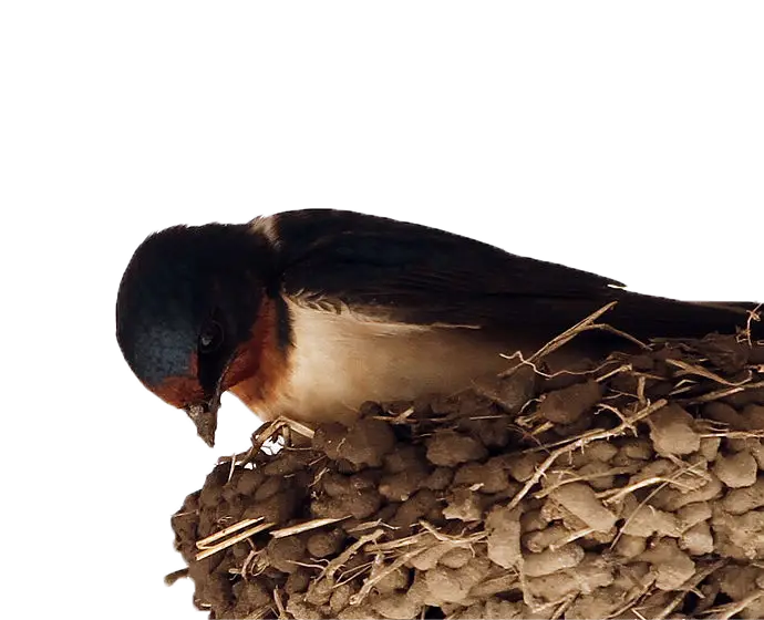 Swallow Bird in Nest