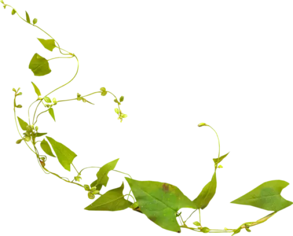 Green Vine with Leaves