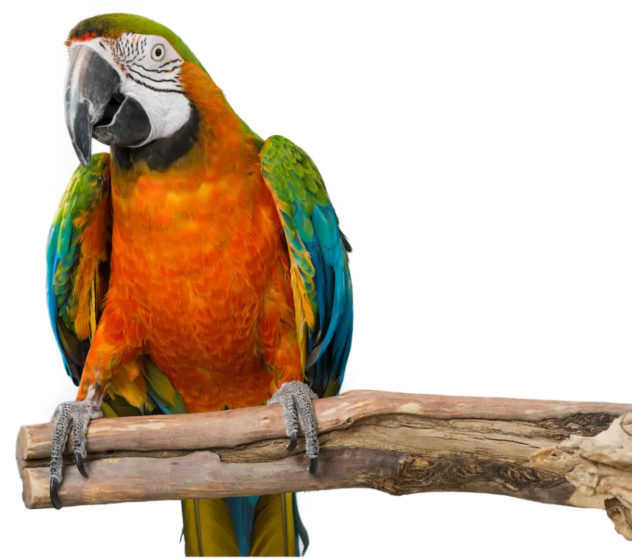 Colorful Parrot Perched on a Branch