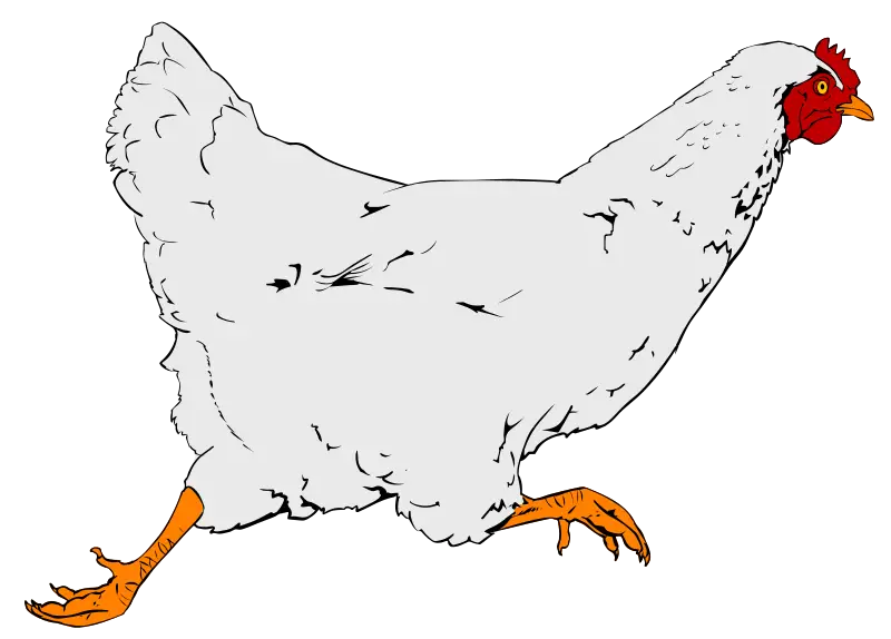 White Chicken Walking on Farm