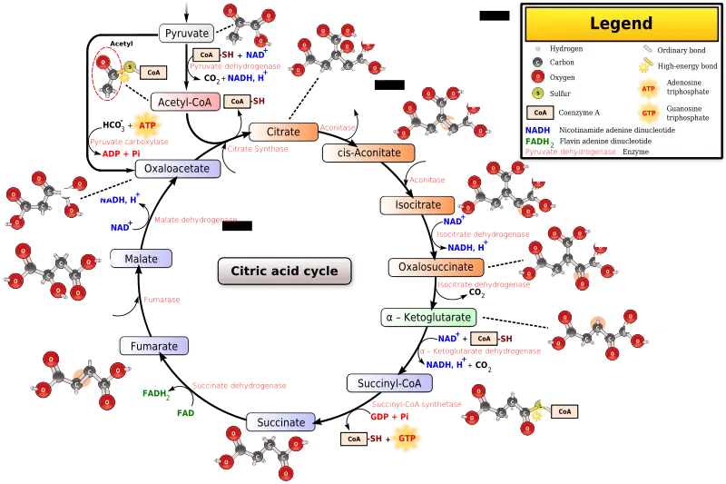 Detailed Citric Acid Cycle Educational Diagram